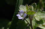 Ivyleaf speedwell